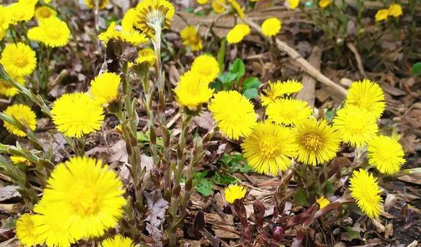 款冬花——一朵绽放于寒冬的瑰丽之花（探究款冬花的生长特点、品种形态及园林应用）