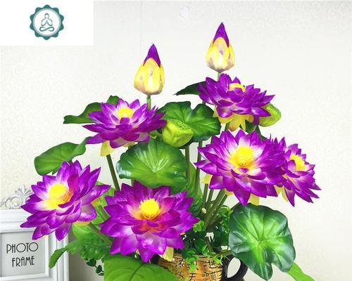如何催开荷花？荷花催花时间和方法详解（掌握正确催花时间，让荷花提前绽放）