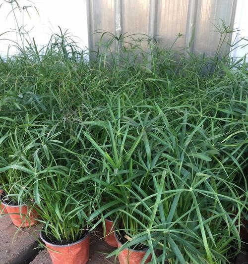 风车草水养指南（让风车草在水中生长茁壮——水养风车草的方法和技巧）