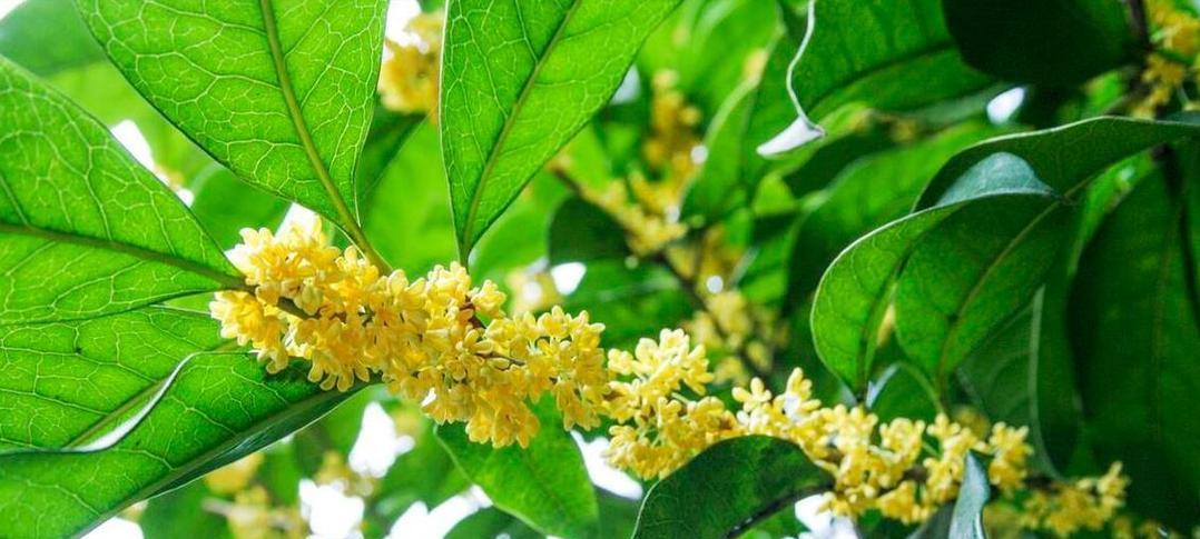 清香花卉的种类及特点（探寻清香花卉的美妙世界）
