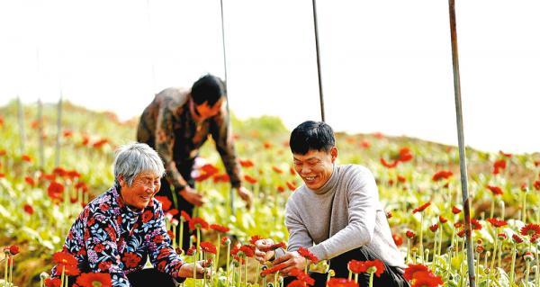 非洲菊的花期和开花次数（探讨非洲菊的生长特点和适宜条件）