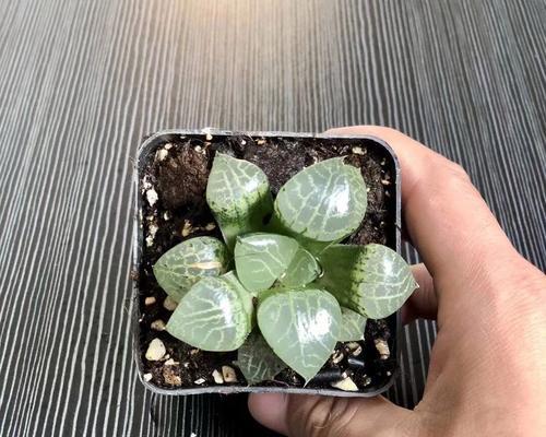 玉露的养殖与养护（掌握关键技巧，轻松养护玉露）