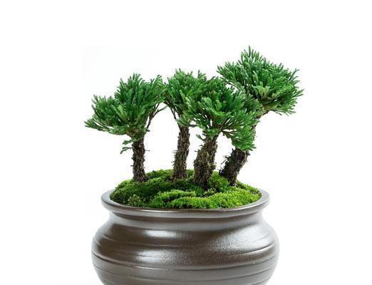 探索卷柏的生态和历史（探索卷柏的生态和历史）