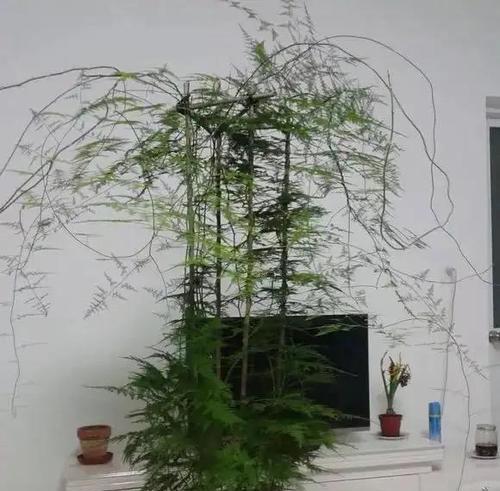 文竹能否在空调房间存活？（探讨文竹在空调房间的适应性及注意事项）