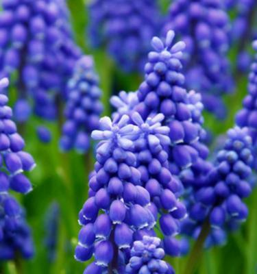 风信子开花季节揭秘（探究风信子的开花周期及其适宜生长环境）