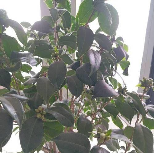 红山茶花的家庭养法（如何打造美丽的红山茶花盆栽）