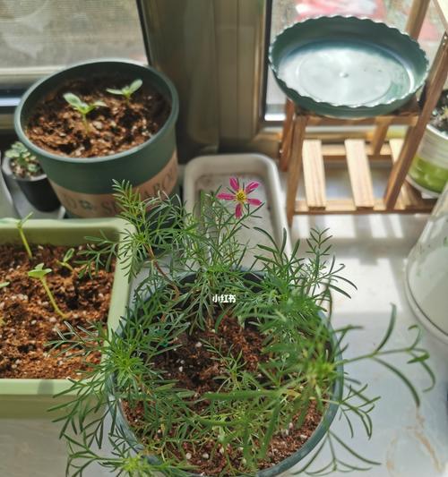 如何避免波斯菊幼苗徒长（把握关键时期科学管理生长）