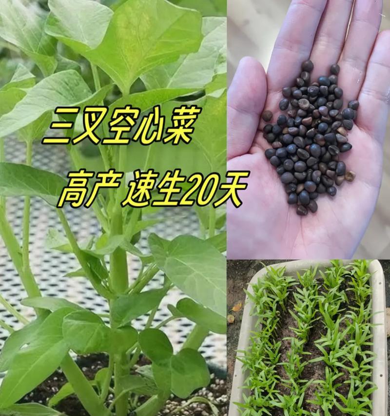 空心菜种植全攻略（时间、生长周期、栽培技巧）