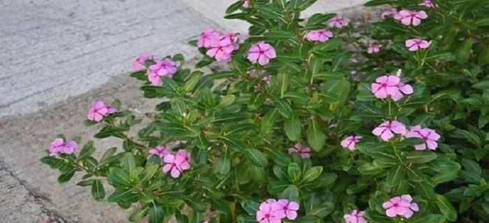 11月养花指南（打造属于你的花园）