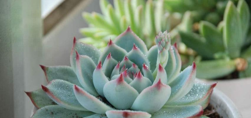 多肉植物的耐旱特性（探究多肉植物如何在干旱环境下生存）
