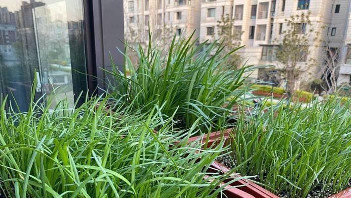阳台种蔬菜小贴士（适合阳台花盆种植的蔬菜有哪些？）
