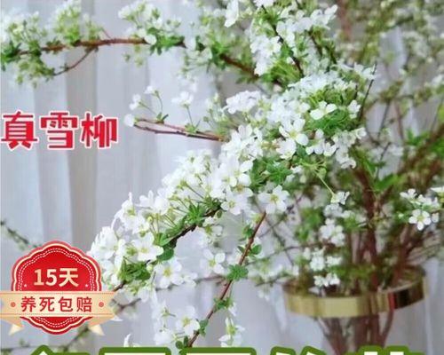 银柳花期多久时间？——解读银柳花期的奥秘（探究银柳花期的影响因素和观赏技巧）