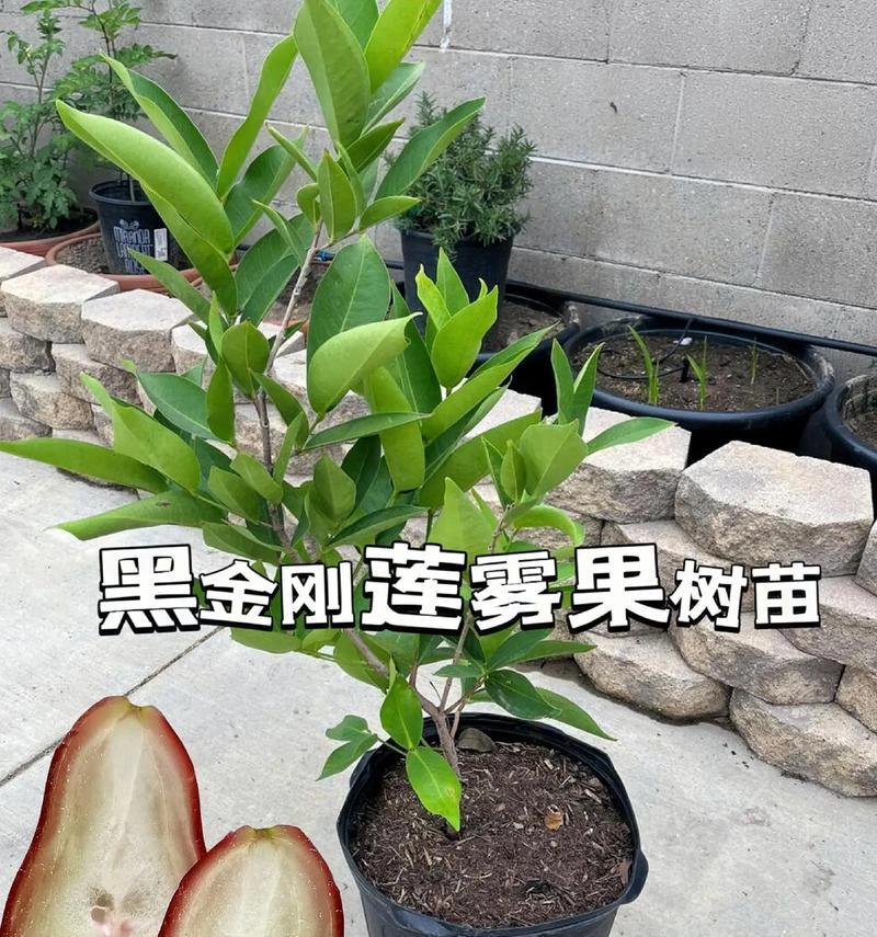 莲雾树的剪枝时间（让你的莲雾更美丽健康）