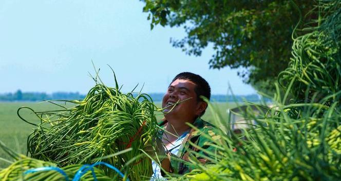 如何判断蒜苔成熟？（蒜苔成熟的标志和采摘时间）