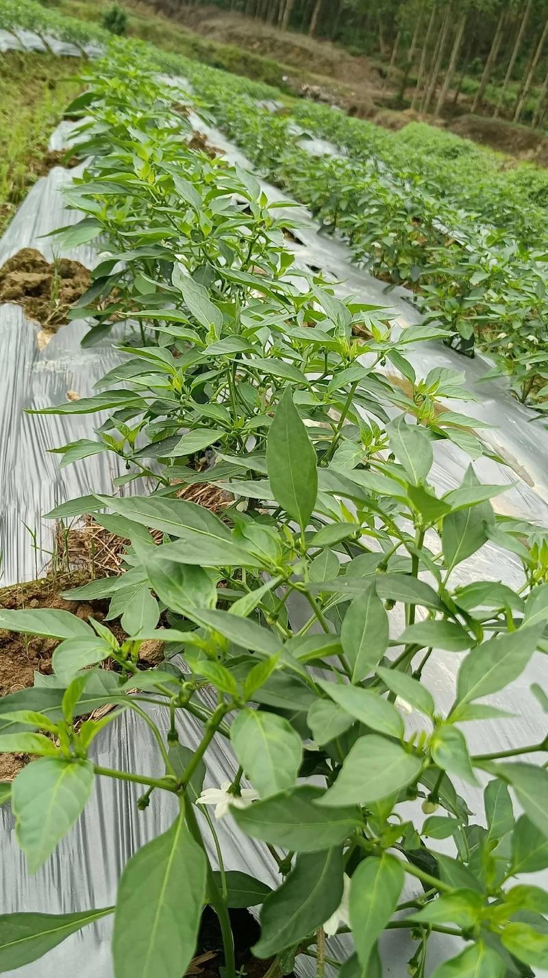 辣椒前期肥料选择，有助于丰收（为您揭秘辣椒肥料选购小技巧）
