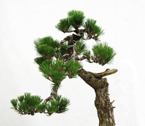 核桃树插枝繁殖的可行性探究（探寻核桃树插枝繁殖的成功之道）
