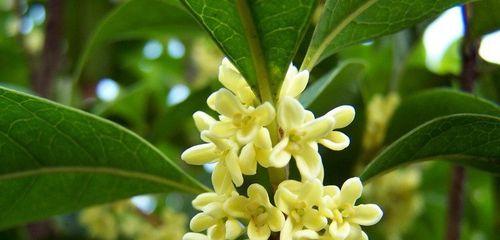 九里香种植最佳品种（探索九里香的最佳种植选择）