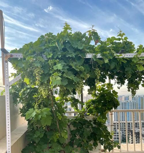 楼顶风水宜植什么树？（选择合适的植物，为您的楼顶增添福气）