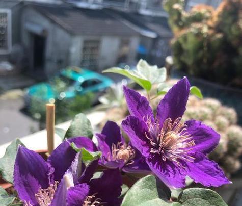 铁线莲花肥料的选择（浇什么肥料合适？）