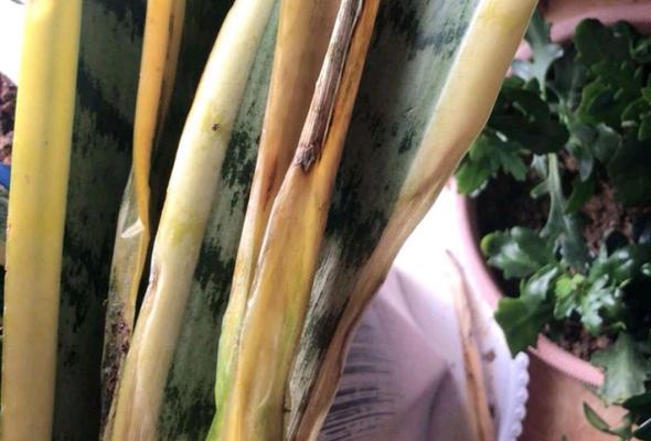 如何正确浇水虎尾兰（虎尾兰浇水时间及方法）