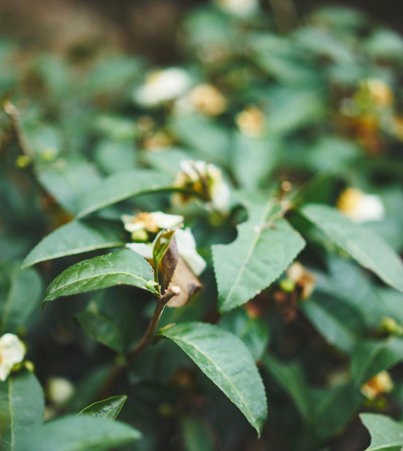 山茶花的浇水方法（正确的浇水技巧，让山茶花茁壮成长）