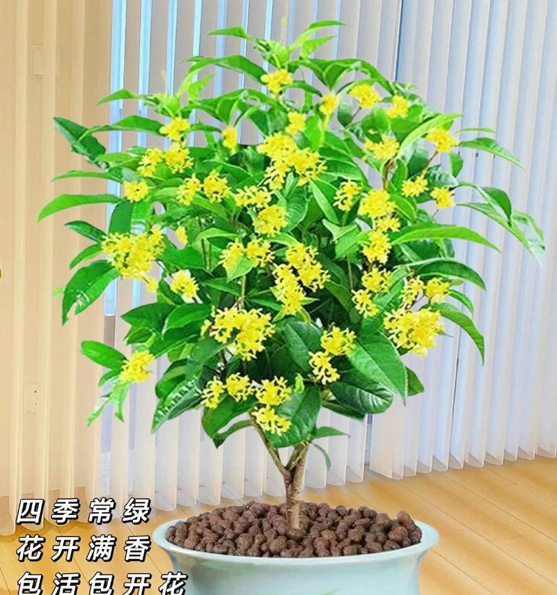 四季桂花香有毒吗？真相揭秘！（四季桂花的神秘面纱，让我们探究其真相！）
