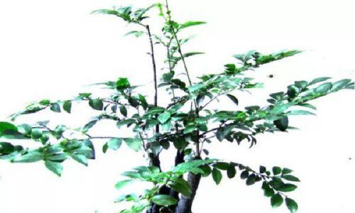 黑骨茶盆景的养护与注意事项（打造健康美丽的黑骨茶盆景）