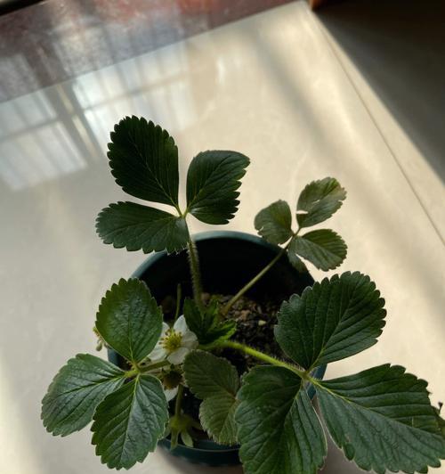 草莓盆栽的种植技巧（在家也能轻松种植鲜美的草莓）