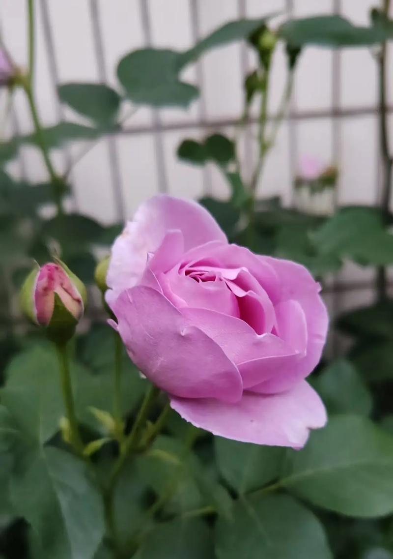 家居风水（探究家里养月季花的风水学原理）
