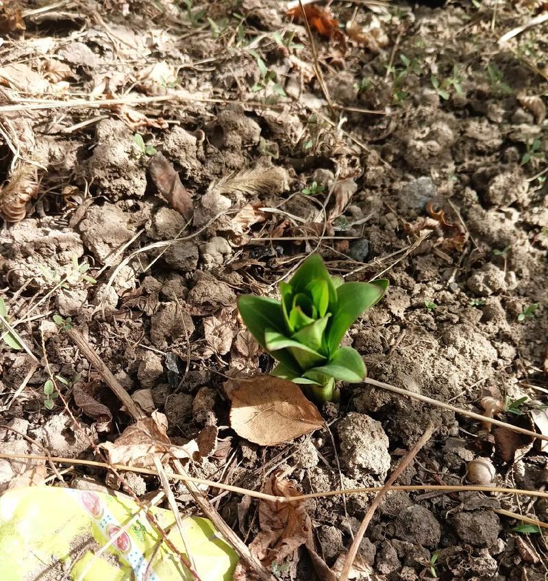 百合的种植技巧剖析（百合可以种在土里吗？种植技巧详解）