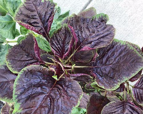 红花收集与种植技巧（如何正确收集红花种子及种植技巧）