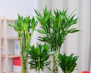 观音竹和莲花竹