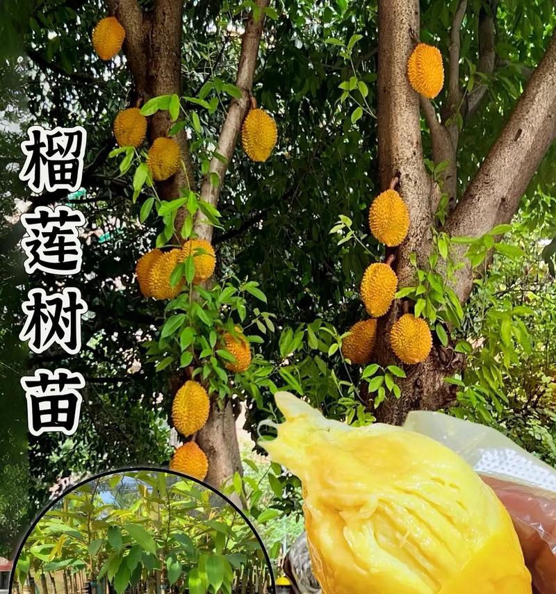 选择最佳品种的榴莲苗（从品种选择到栽种护理，了解榴莲苗的生长秘诀）