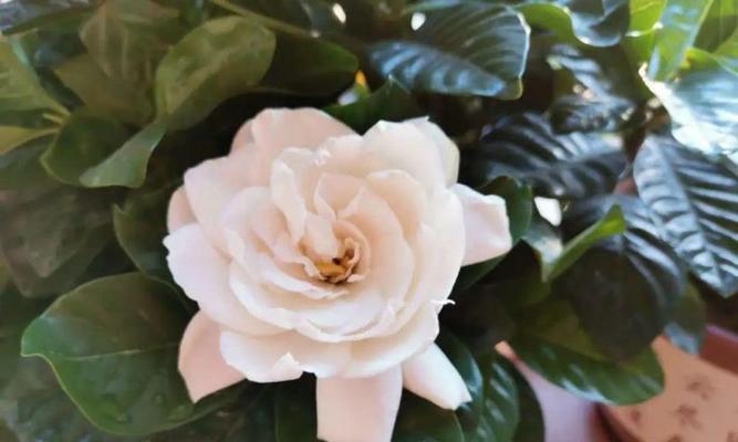 绿宝树开花时间及观赏技巧（了解绿宝树花期，轻松观赏美丽的花朵）