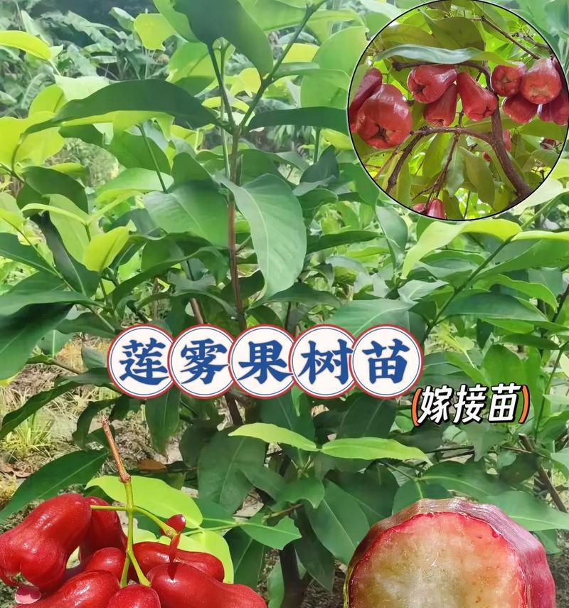 莲雾的种植与生长（探究莲雾适合种植的季节和方法）
