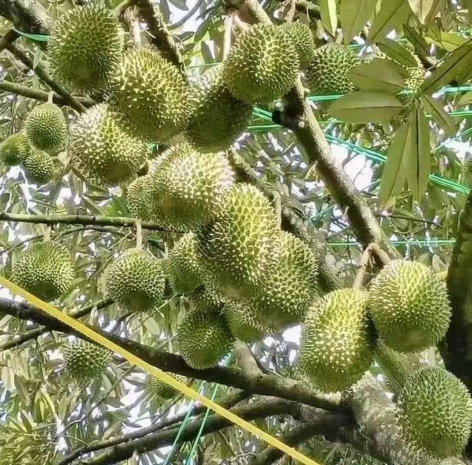 广西适合种榴莲树吗？（榴莲树种植技巧、树木养护方法、品质要求与市场价值分析）