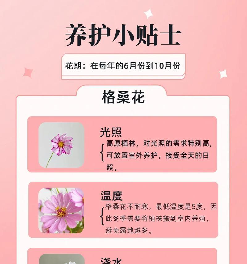 格桑花——四季长青的美丽之花（四季开花的奇迹与传说）