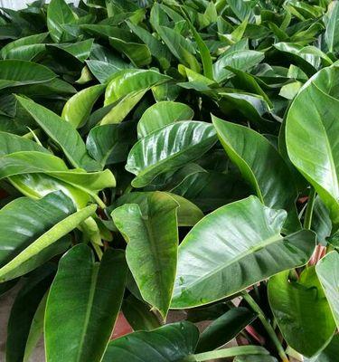 红苞喜林芋掉叶子怎么办？（原因分析、预防措施、抢救方法）