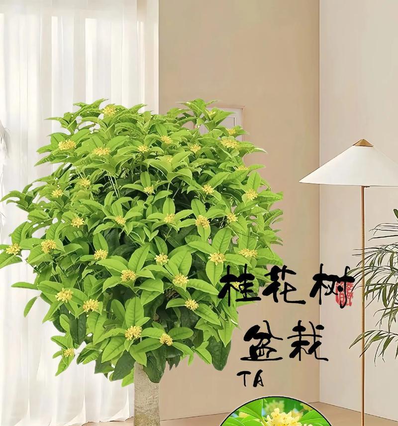 如何正确养殖桂花树？（桂花树的养殖方法和注意事项）