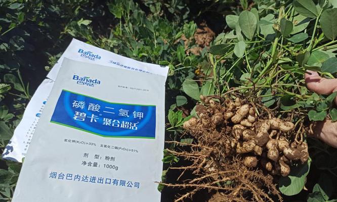花生肥料大全（打造营养丰富的花生园，肥料选得重要）