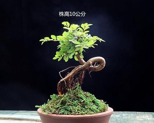 为什么家里不能养榆树？（探讨榆树带来的隐患和不适）