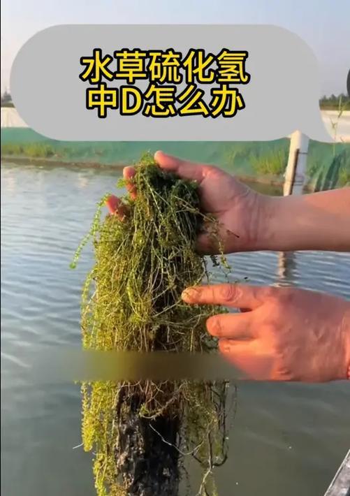 百合烂根的治疗方法探讨（从营养补给到病理分析，拯救你的百合）