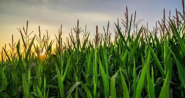 玉米是一年生植物（生长周期、特征及应用）