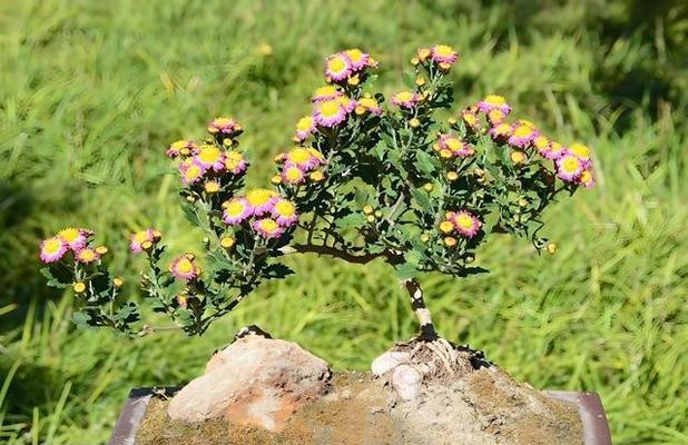 家里养菊花，风水大吉（从风水角度看，家里养菊花有何好处？）