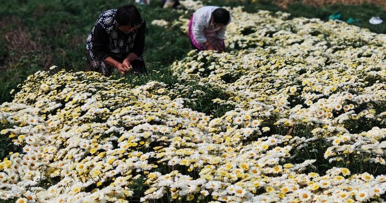 如何正确地栽种菊花？（注意事项与栽种技巧，打造美丽庭院）