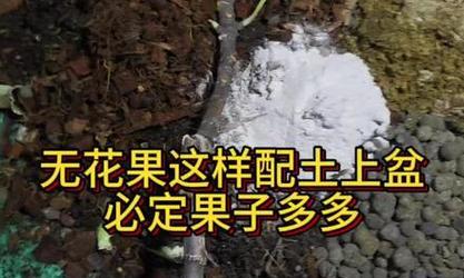 如何选择适合盆栽无花果的肥料（盆栽无花果肥料选择指南）