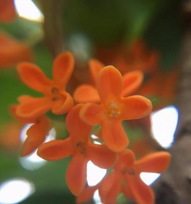金桂花在室内养护的全方位指南（无忧养花，你也可以拥有盛开的金桂花）
