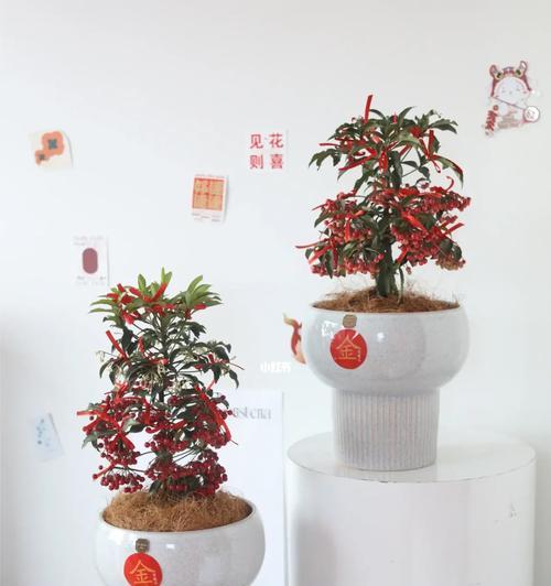 富贵子花期长达一年，美不胜收（盛开一年的富贵子，世间绝美）