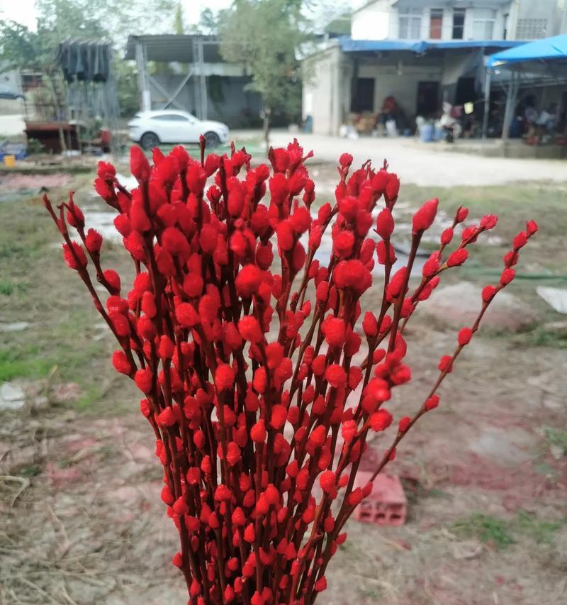 银柳花期（探寻银柳花的盛开时间，解析银柳树的生长习性）
