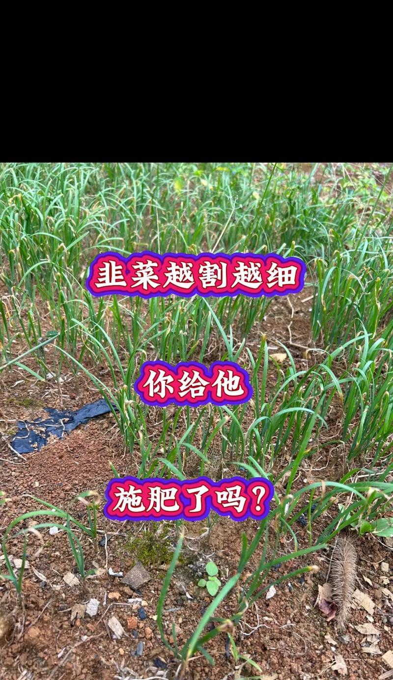 韭菜种植的最佳时间和技术全攻略（掌握时间，精细种植，赢在起跑线上）
